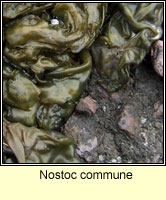 Nostoc commune