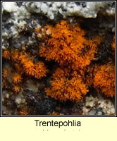 Trentepohlia