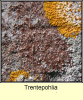 Trentepohlia