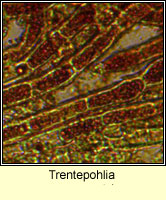 Trentepohlia