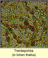 Trentepohlia