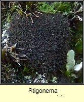 Stigonema