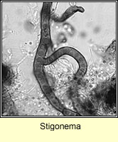 Stigonema