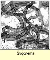 Stigonema