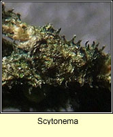 Scytonema