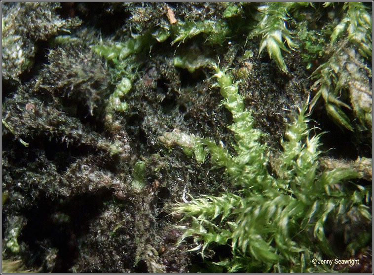 Scytonema