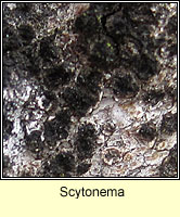 Scytonema