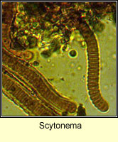 Scytonema