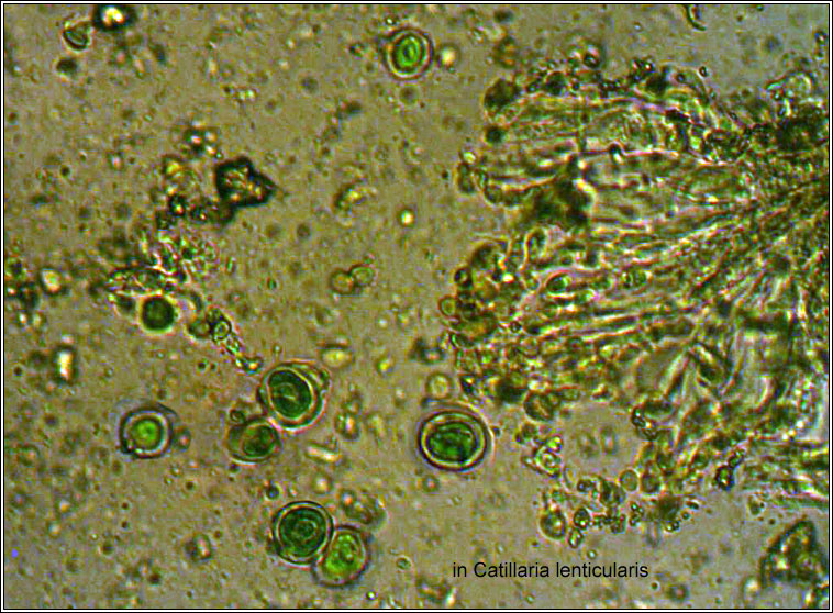 Dictyochloropsis