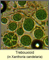 Trebouxioid