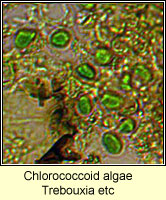 Chlorococcoid