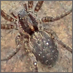 Pardosa amentata, Spotted Wolf Spider