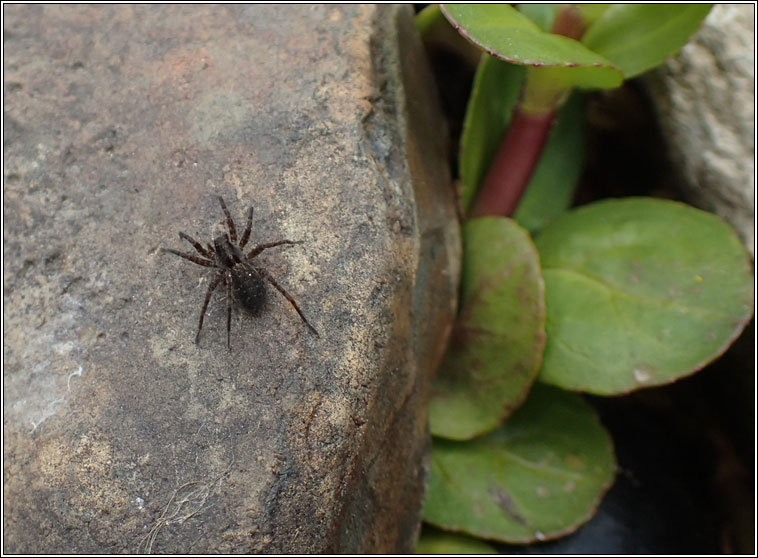 Pardosa amentata, Spotted Wolf Spider