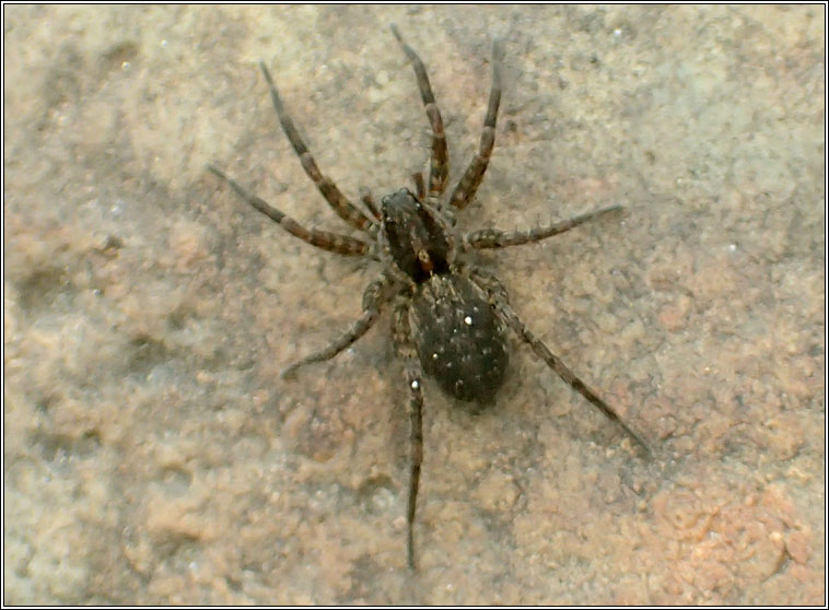 Pardosa amentata, Spotted Wolf Spider