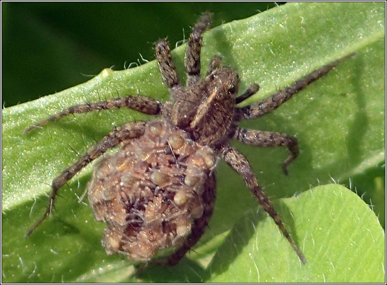 Pardosa amentata, Spotted Wolf Spider