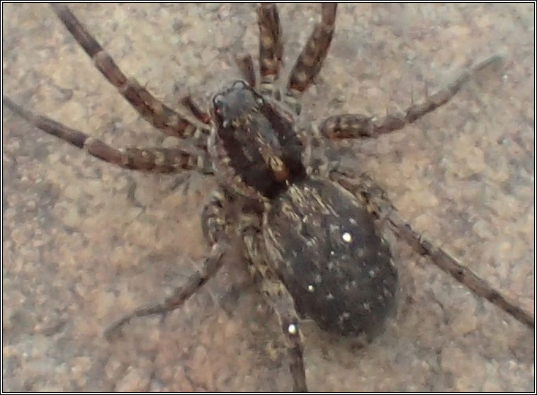 Pardosa amentata, Spotted Wolf Spider