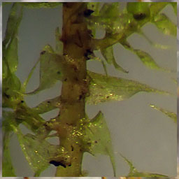 Kindbergia praelonga