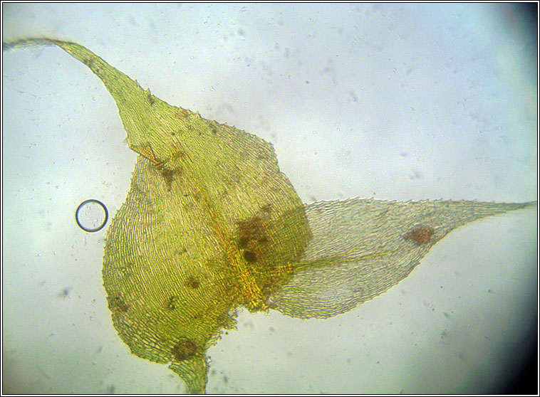 Kindbergia praelonga
