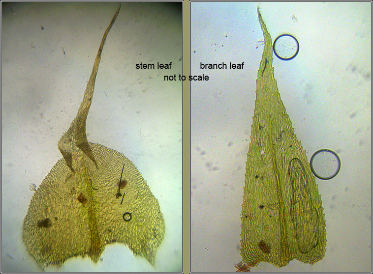 Kindbergia praelonga