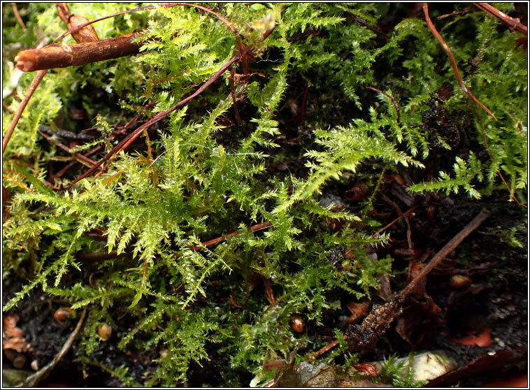 Kindbergia praelonga