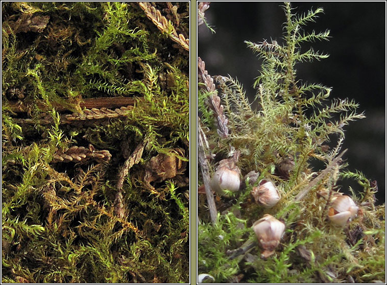 Kindbergia praelonga