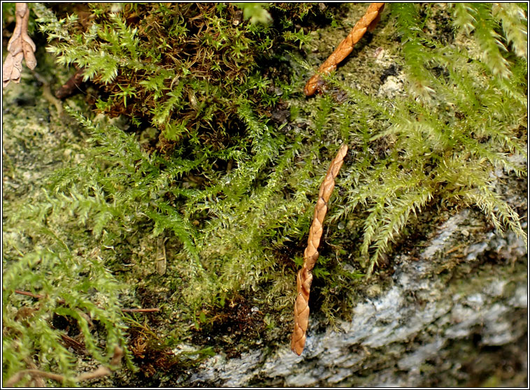 Kindbergia praelonga