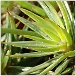 Polytrichum juniperinum