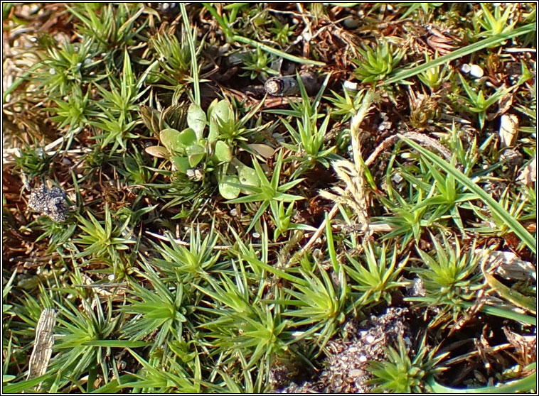 Polytrichum juniperinum