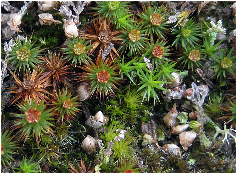 Polytrichum juniperinum