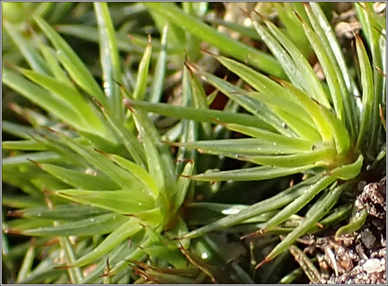 Polytrichum juniperinum