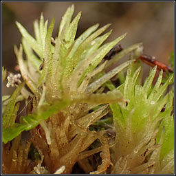 Leucobryum glaucum, Large White-moss