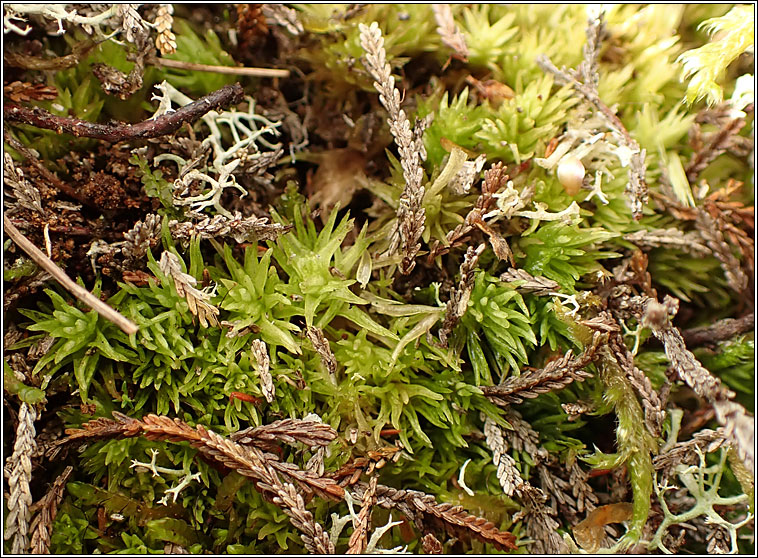 Leucobryum glaucum, Large White-moss