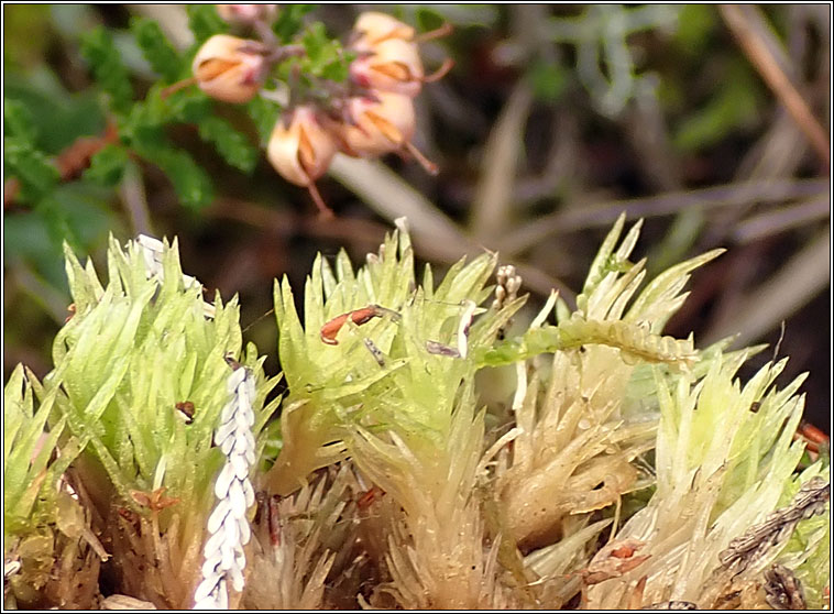 Leucobryum glaucum, Large White-moss