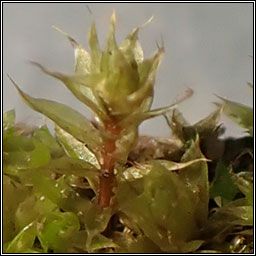 Bryum torquescens, Twisting Thread-moss