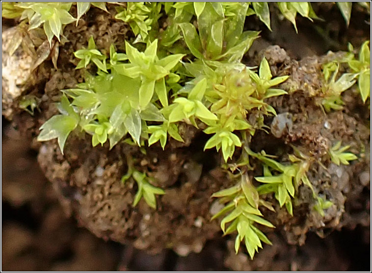 Bryum torquescens, Twisting Thread-moss