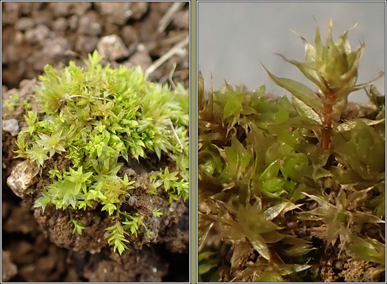 Bryum torquescens, Twisting Thread-moss