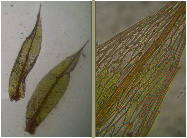 Bryum torquescens, Twisting Thread-moss