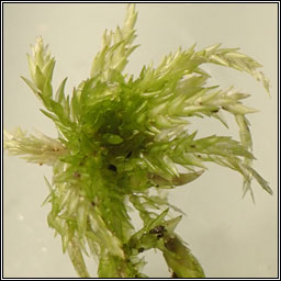Sphagnum inundatum, Lesser Cow-horn Bog-moss