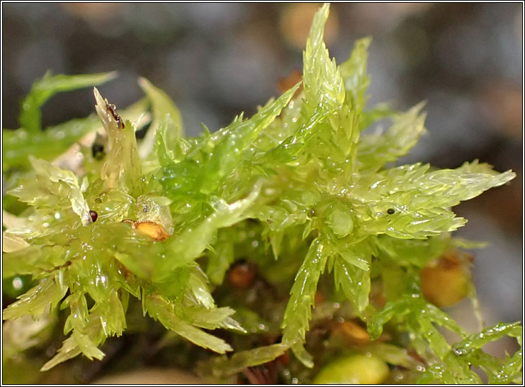 Sphagnum inundatum, Lesser Cow-horn Bog-moss
