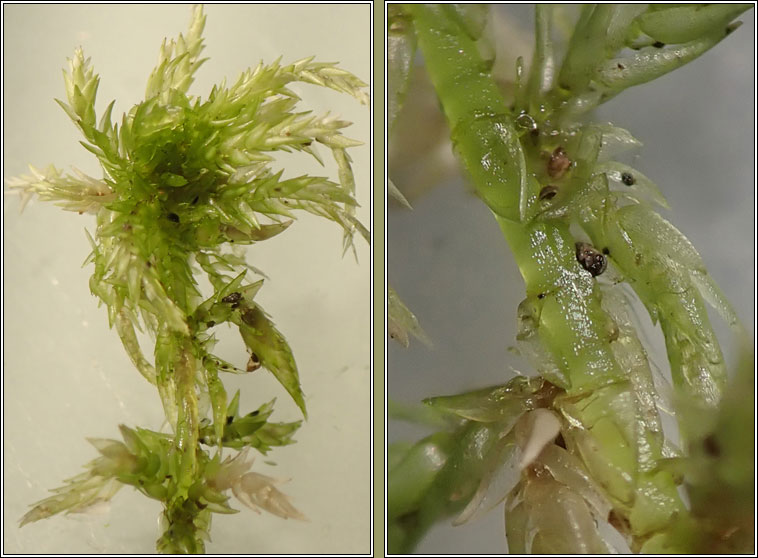 Sphagnum inundatum, Lesser Cow-horn Bog-moss
