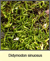 Didymodon sinuosus, Wavy Beard-moss