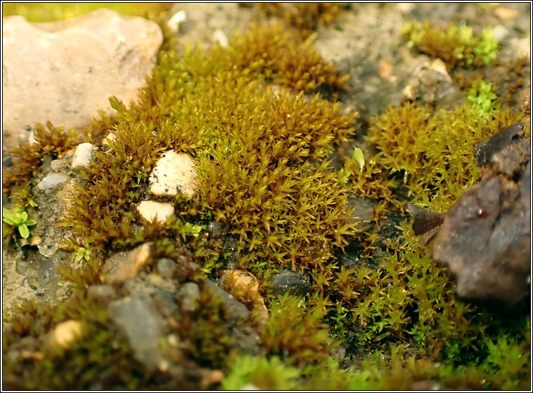 Didymodon tophaceus, Olive Beard-moss
