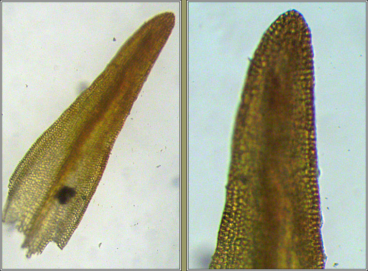 Didymodon tophaceus, Olive Beard-moss