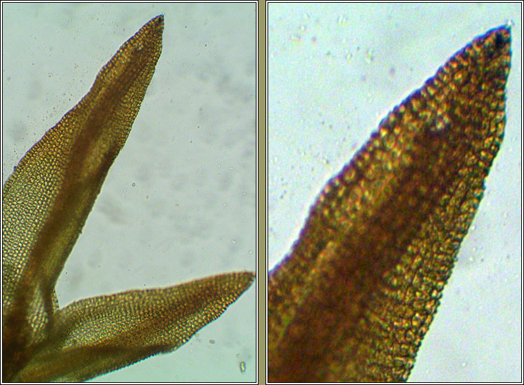 Didymodon tophaceus, Olive Beard-moss