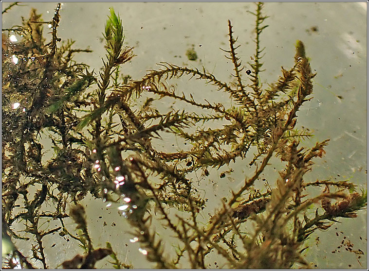 Hygroamblystegium tenax, Fountain Feather-moss