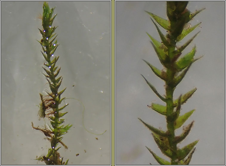 Hygroamblystegium tenax, Fountain Feather-moss