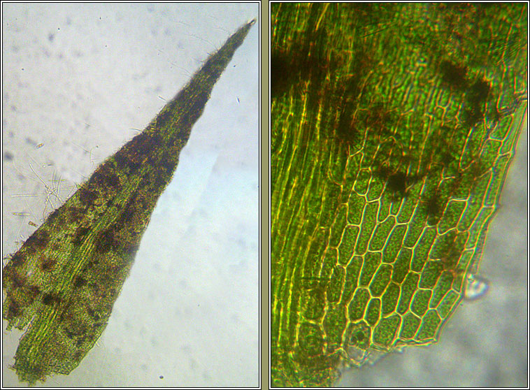 Hygroamblystegium tenax, Fountain Feather-moss