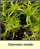 Didymodon vinealis, Soft-tufted Beard-moss