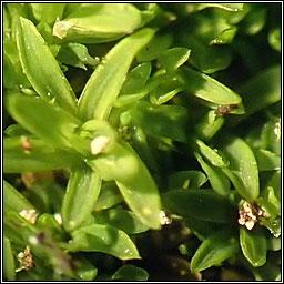 Tortula muralis var aestiva