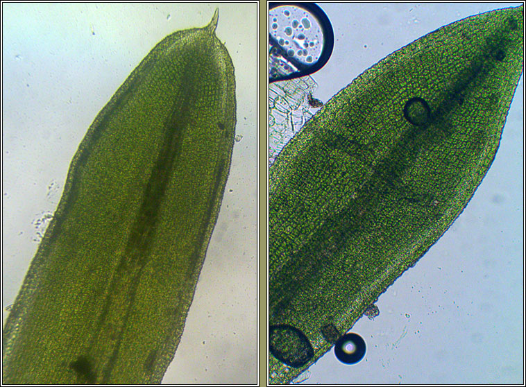 Tortula muralis var aestiva